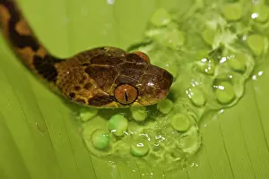 Septentrionalis: Northern Cat-eyed Snake - eating frog eggs