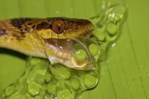 Septentrionalis: Northern Cat-eyed Snake - eating frog eggs