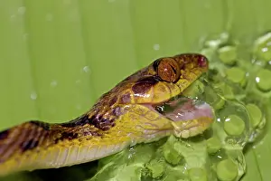 Septentrionalis: Northern cat-eyed snake - eating frog eggs