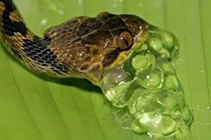 Septentrionalis: Northern cat-eyed snake - eating frog eggs