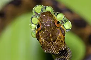 Septentrionalis: Northern cat-eyed snake - eating frog eggs