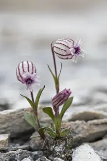 Campion: Northern catchfly - flowering - Svalbard, Norway