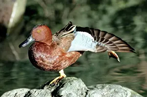 Cyanoptera: Northern Cinnamon Teal