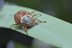 Bugs: Northern cockchafer (Melolontha hippocastani), male, walking