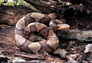 Copperhead: Northern Copperhead