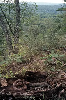 Copperhead: Northern Copperhead