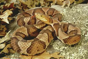 Copperhead: Northern Copperhead