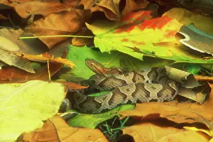 Copperhead: Northern Copperhead camouflaged in leaves