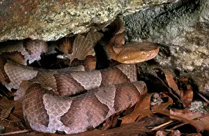 Copperhead: Northern Copperhead Snake