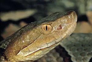 Copperhead: Northern Copperhead Snake