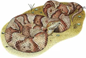 Copper: Northern Copperhead Snake