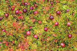 Sundew: Northern Cranberry