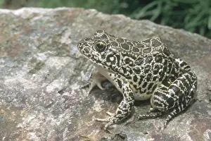 Ranid: Northern Crawfish Frog