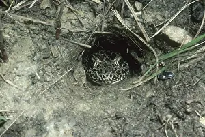 Ranidae: Northern Crawfish Frog