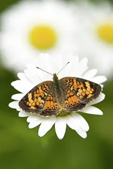 Chrysanthemum: Northern Crescent