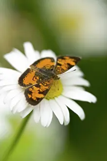 Chrysanthemum: Northern Crescent