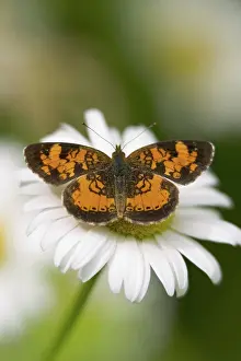 Chrysanthemum: Northern Crescent