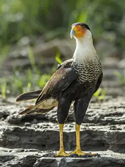 Caracara: Northern Crested Caracara (Caracara cheriway) w