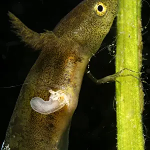 Caudata: Northern Crested Newt larva (Triturus cristatus)