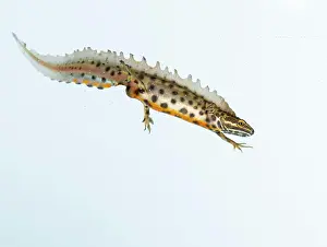 Oldenburger: Northern crested newt (Triturus cristatus), cut