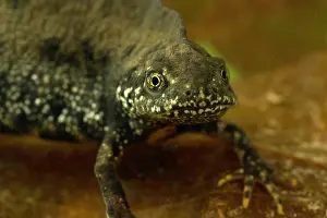 Salamander: Northern crested newt (Triturus cristatus) in water