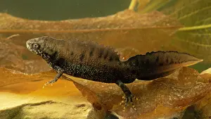 Salamander: Northern crested newt (Triturus cristatus) in water