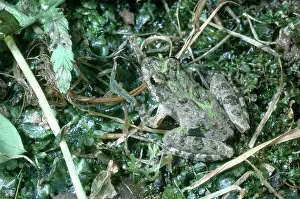 Acris: Northern Cricket Frog