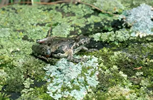 Acris: Northern Cricket Frog