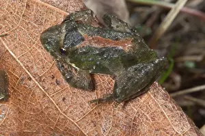 Acris: Northern cricket frog