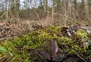 Appalachians: Northern Cricket Frog