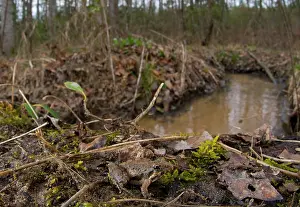 Appalachians: Northern Cricket Frog