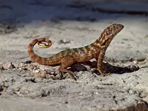 Carinatus: Northern Curly-tailed Lizard