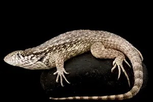 Archipelago: Northern Curly-tailed Lizard (Leiocephalus carin