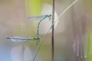 Copula: Northern Damselfly