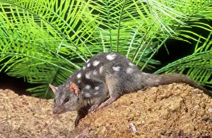 Quoll: Northern DASYURUS / Quoll