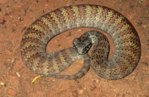 Acanthophis: Northern Death Adder