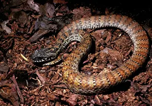 Adders: Northern death adder - wags its tail imitating