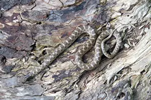 Camoflage: Northern Desert Nightsnake