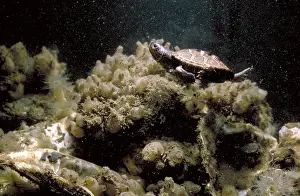 Terrapin: Northern Diamondback Terrapin