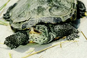 Terrapin: Northern Diamondback Terrapin