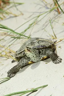 Emydidae: Northern Diamondback Terrapin