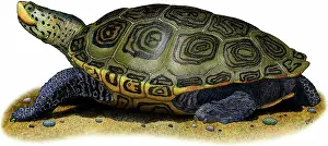 Emydidae: Northern Diamondback Terrapin