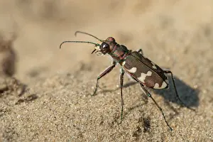 Hybrida: Northern Dune Tiger Beetle