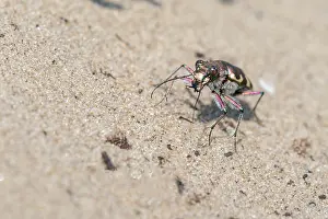 Hybrida: Northern Dune Tiger Beetle