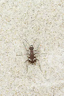 Hybrida: Northern Dune Tiger Beetle