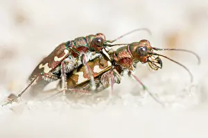 Hybrida: Northern Dune Tiger Beetle