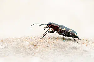 Hybrida: Northern Dune Tiger Beetle