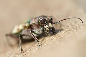 Hybrida: Northern Dune Tiger Beetle