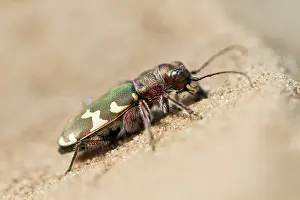 Hybrida: Northern Dune Tiger Beetle
