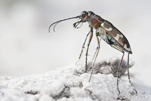 Limburg: Northern Dune Tiger Beetle (Cicindela hybrida)